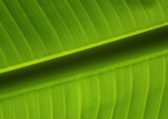 banana leaf banner